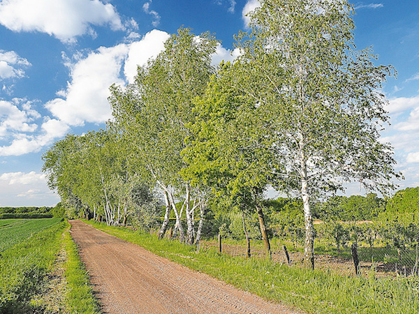 Édulcorants : le pour et le contre du xylitol