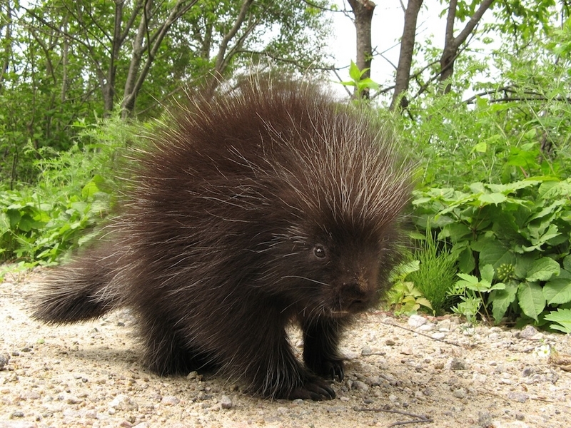 Les animaux sauvages et le camping au Québec