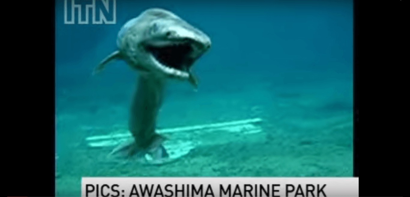 Un requin préhistorique a été filmé près des côtes japonaises