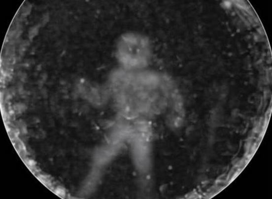 Ce que voient les dauphins lorsqu’ils utilisent l’écholocation