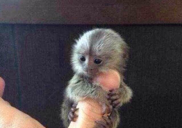 Cet adorable singe de la taille d’un pouce en vente en Chine