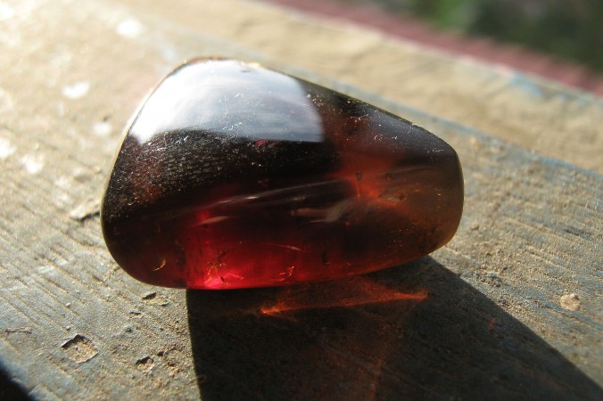 Découverte d’un lézard préservé dans de l’ambre vieux de 99 millions d’années