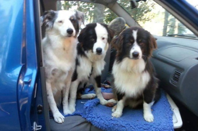 Une femme atteinte d’un cancer cherche sur Facebook une maison pour ses chiens