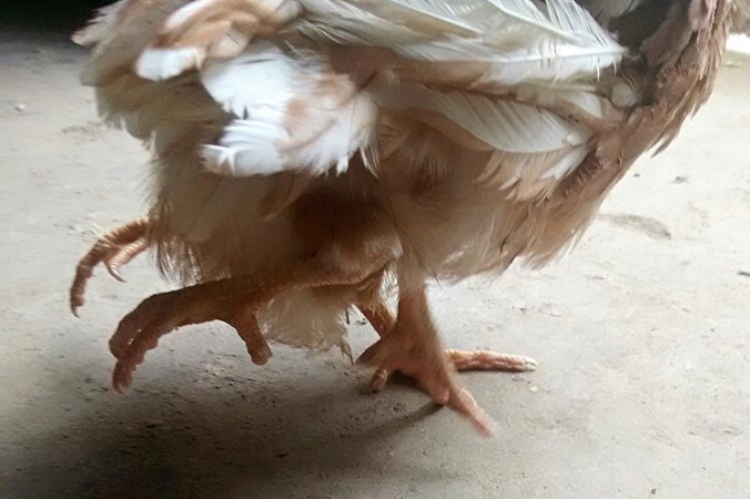 Et vous, mangeriez-vous un poulet à quatre pattes ?