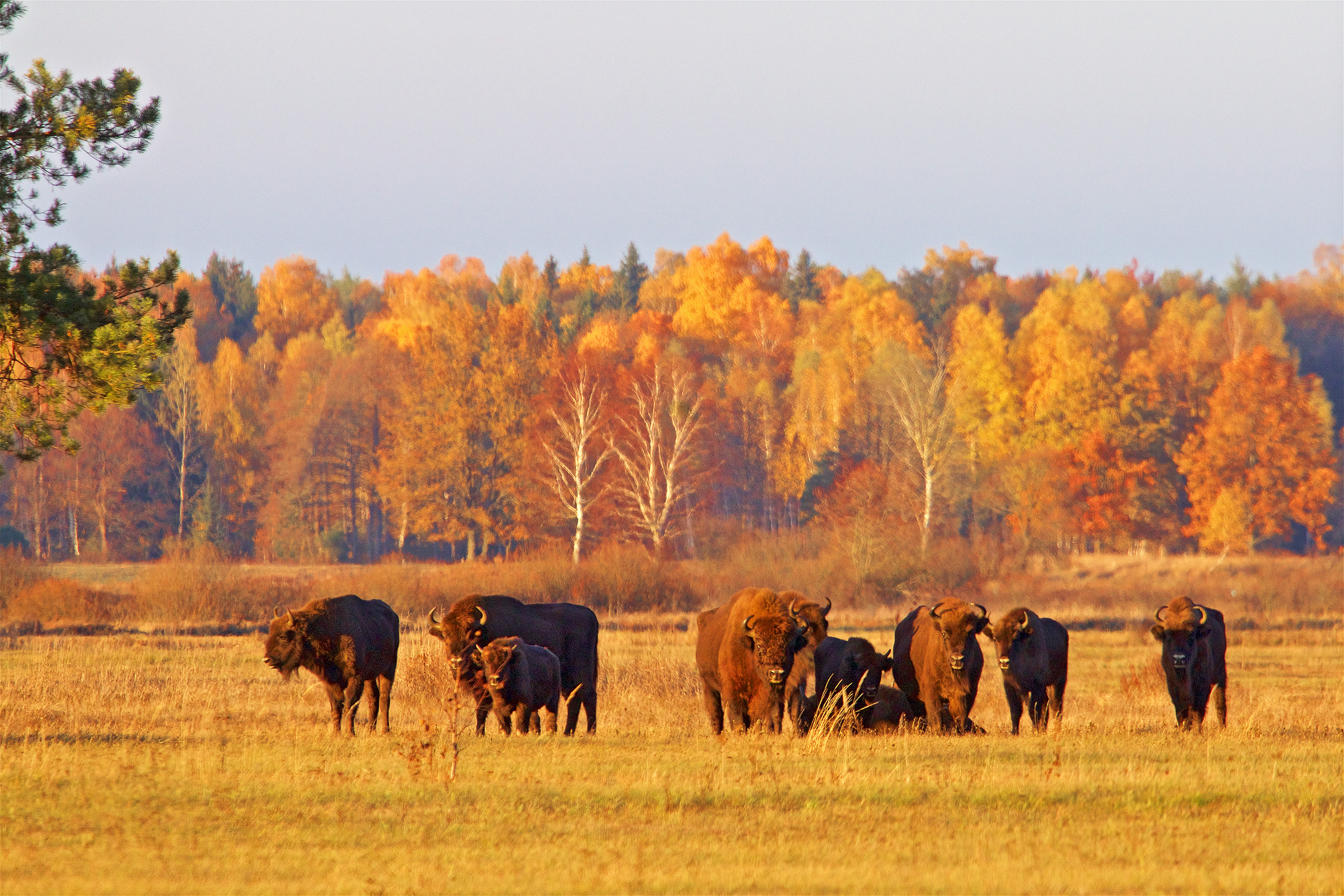 L&rsquo;exploitation contestée de la forêt de Bialowieza