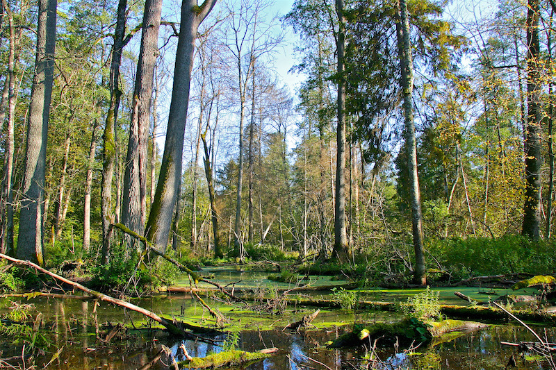 Qui menace la forêt de Bialowieza ?
