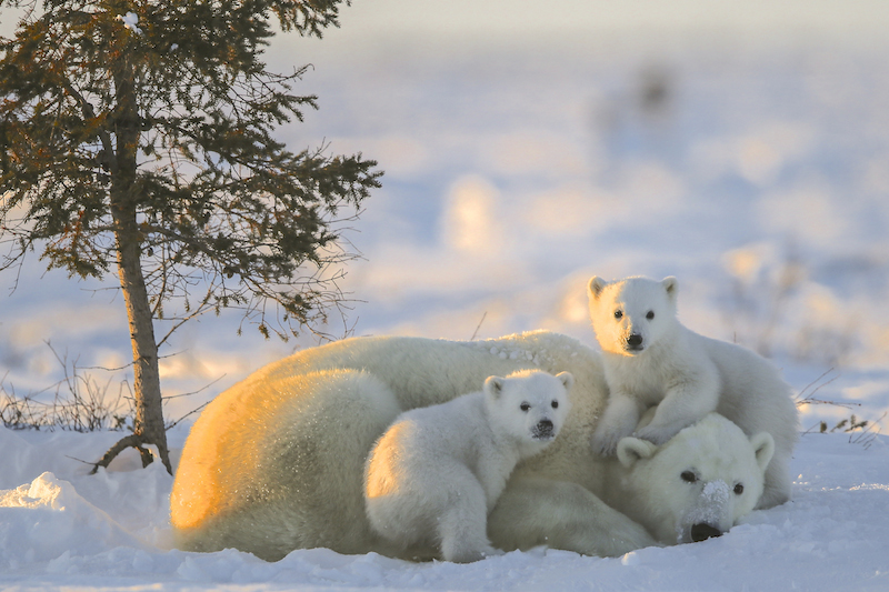 L’Appel du Froid : rencontre avec un monde blanc et fragile