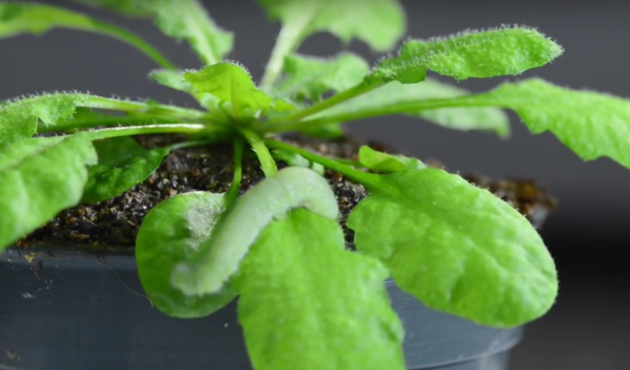 Apparemment, les plantes savent « prendre des risques »