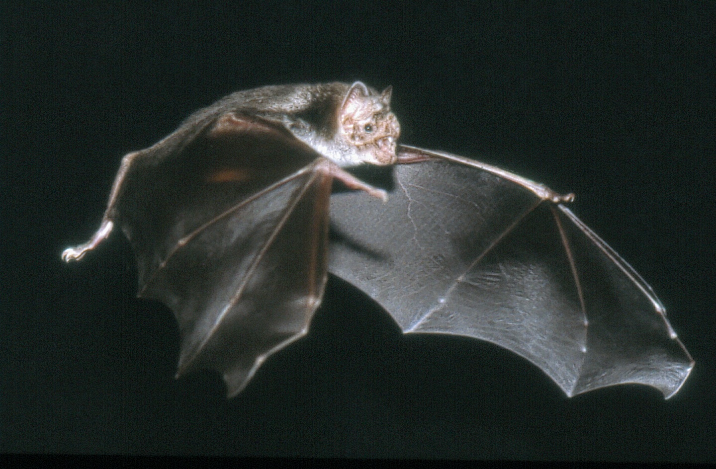 Conférence-atelier : chauves-souris en péril