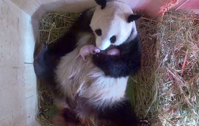 Un panda géant met au monde de rares jumeaux dans un zoo autrichien