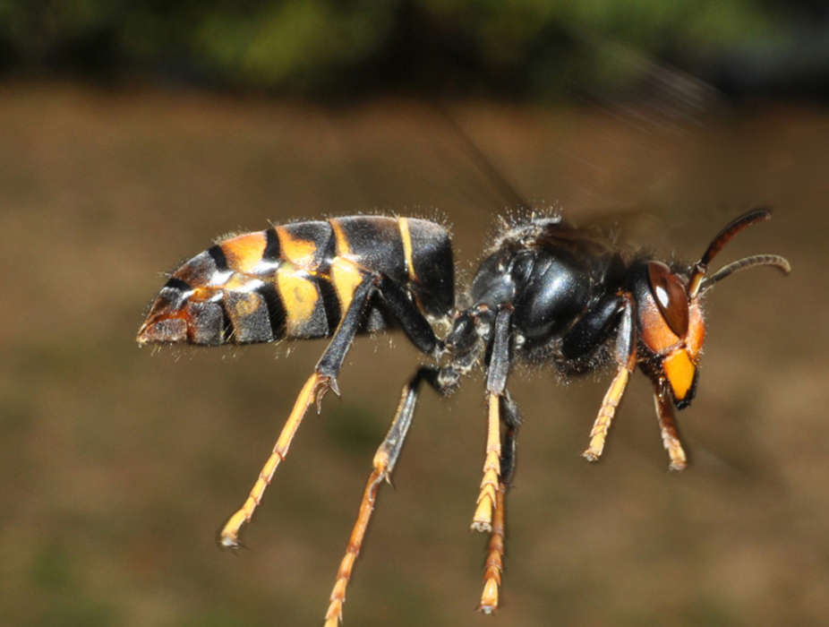 Le frelon asiatique est entré dans Paris