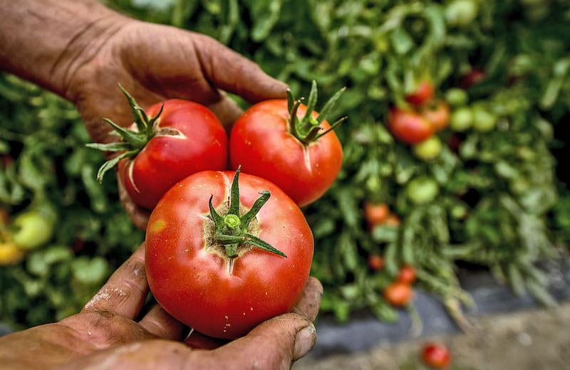 Grande distribution : le marketing juteux des tomates sans saveur
