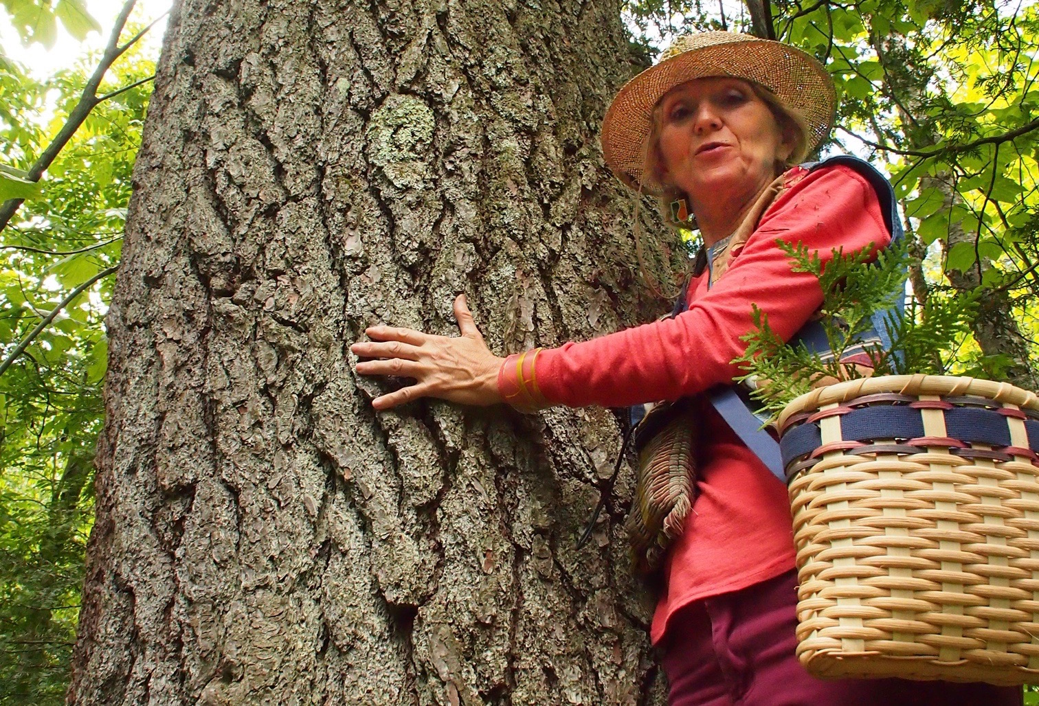 À la découverte des plantes indigènes du Québec – 3e partie