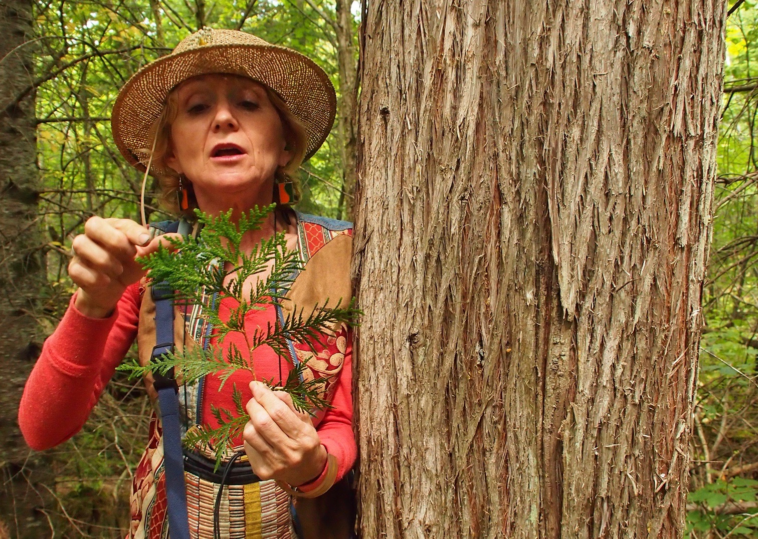 À la découverte des plantes indigènes du Québec – 1ère partie