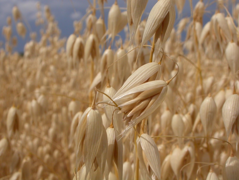 L’avoine : un aliment complet