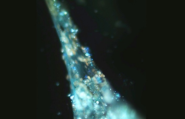 Le système primo-vasculaire peut régénérer les organes