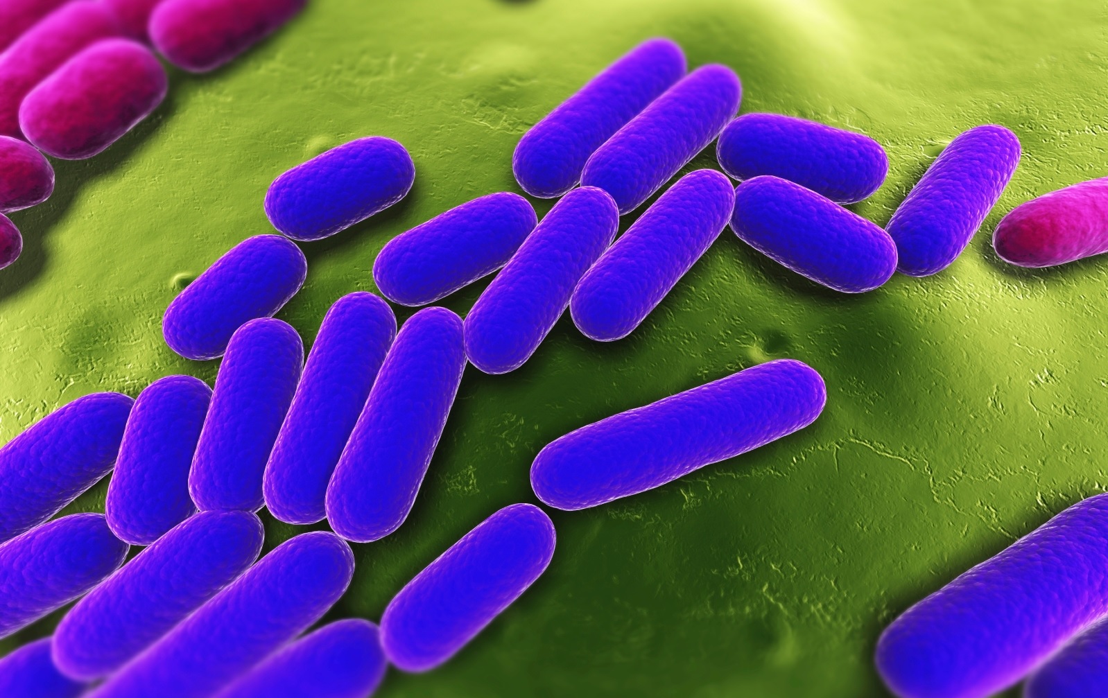 Explorer le microcosme intérieur