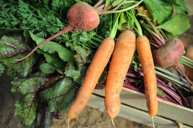 L’agriculture biologique, absente du programme de la droite et du centre