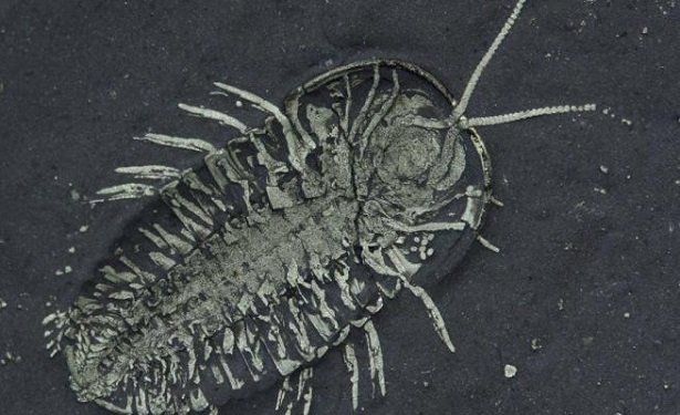 Une découverte historique : un fossile de trilobite avec des œufs datant de 450 millions d’années