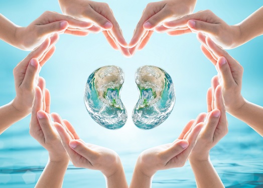 Le rôle primordial des reins dans le maintien de l’énergie vitale