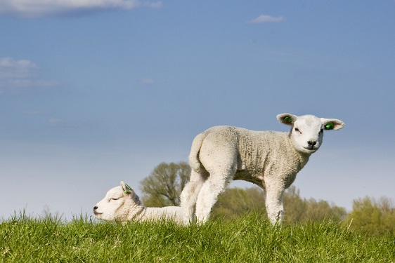 Le lait de brebis serait-il meilleur pour la santé ?