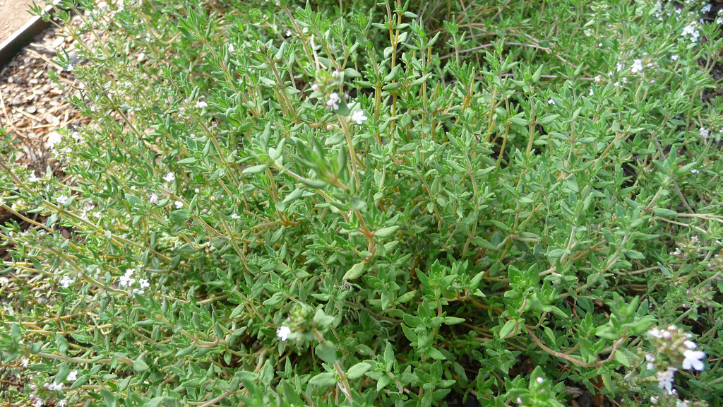 Calcium: avec ou sans lactose ?