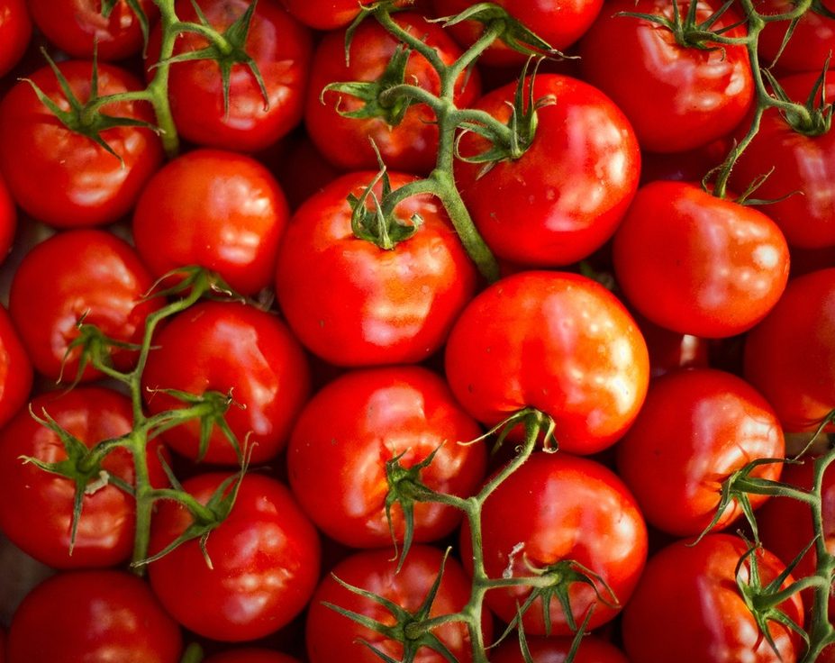 Pourquoi nos tomates n’ont-elles plus de goût ?
