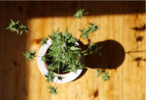 Une étude révèle que la consommation de cannabis accélère le vieillissement vasculaire