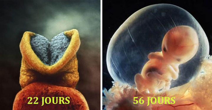 Comment sommes-nous nés ? Un aperçu des premiers moments de la vie