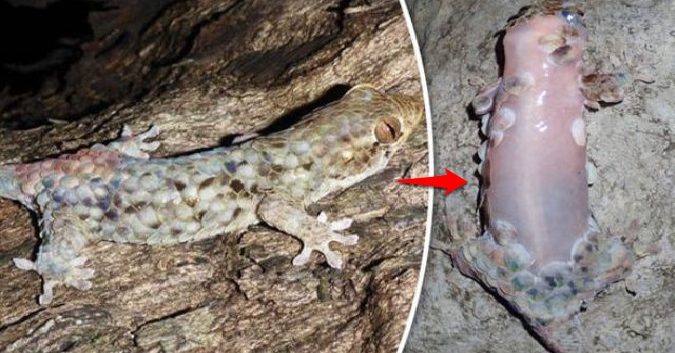 Découverte d’un lézard aux écailles de poisson les perdant pour échapper aux prédateurs