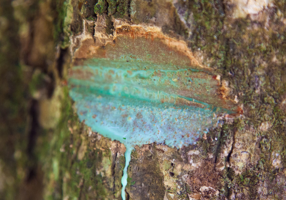 L’agromine ou comment produire du métal à partir des plantes