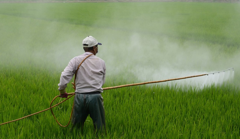 Produits d&rsquo;alimentation chinois : trop de pesticides et trop peu d&rsquo;inspection