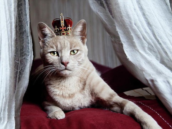 Comment les chats se sont servis de l&rsquo;homme pour conquérir le monde (leur ADN vient de parler)