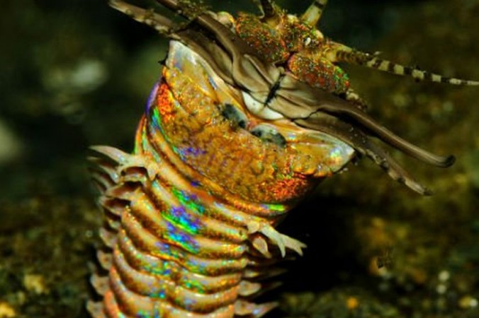 6 vidéos pour découvrir un redoutable prédateur marin: le ver Bobbit