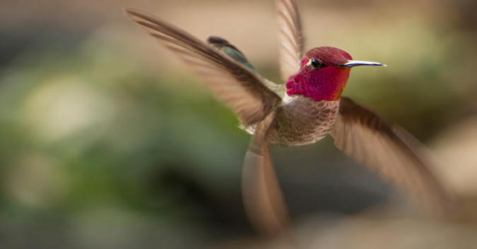 8 choses que vous ignorez sans doute sur le colibri