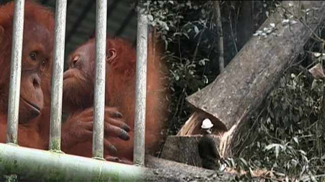 Les orangs-outans pratiquement éteints en raison de la production de l&rsquo;huile de palme en Indonésie