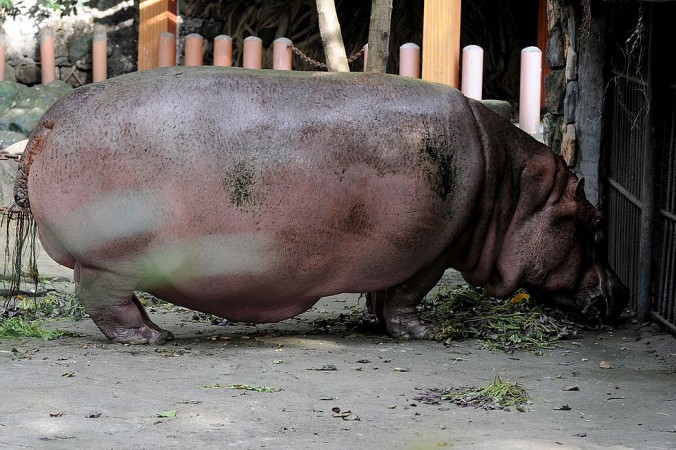 Le plus vieil hippopotame au monde a rendu son dernier souffle à l’âge de 65 ans