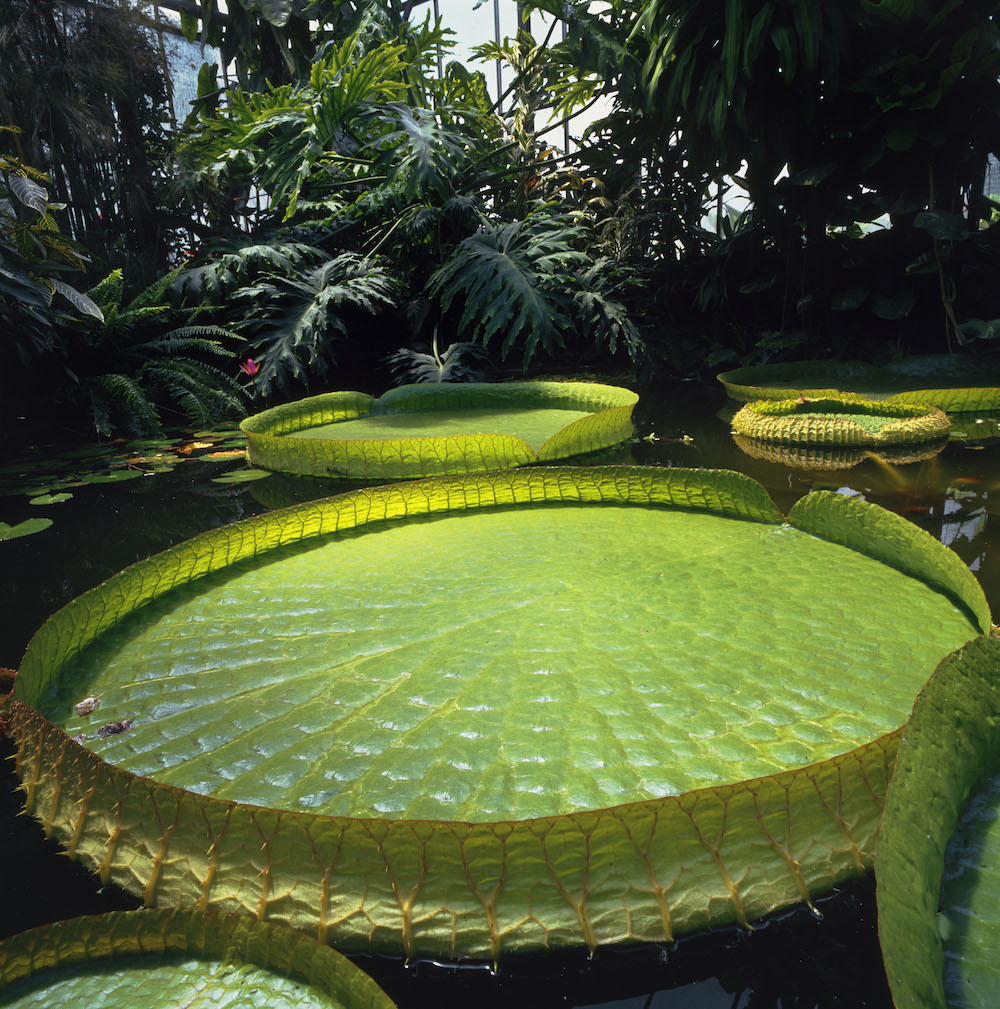 Les Jardins remarquables… prennent la pose au Jardin du Luxembourg