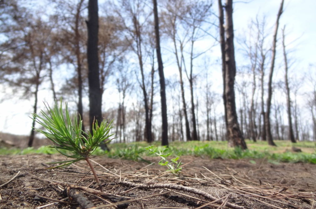 Incendies en Europe du sud : que pouvons-nous apprendre de ces feux ?