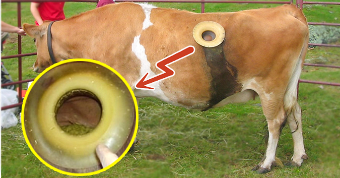 La pratique des « vaches à hublot » suscite l’indignation des défenseurs des animaux