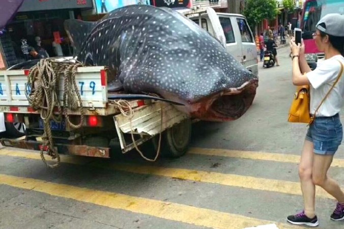 Un requin-baleine est traîné à travers la ville et coupé en morceaux en public