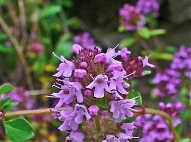 Le thym, un parfum de paradis