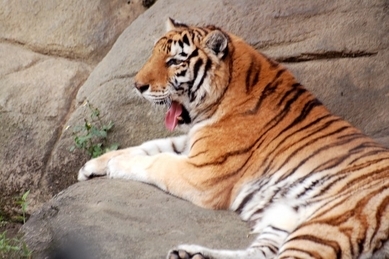 Histoire de la Chine antique : le père de la peinture chinoise, le « Chef des tigres »