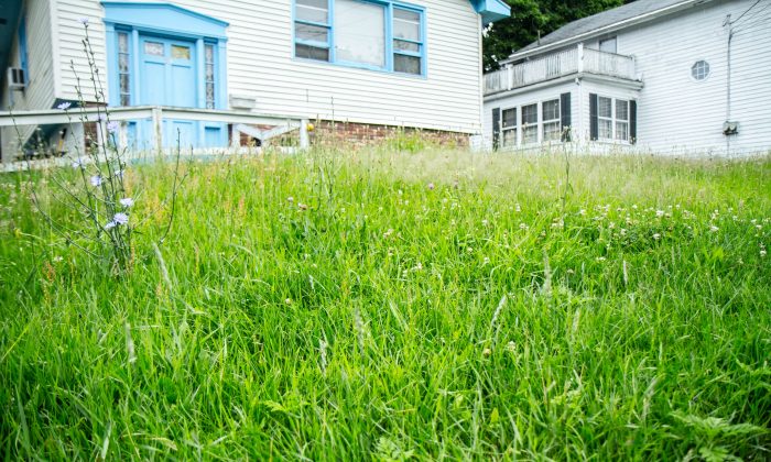 Les pelouses à faible entretien: une alternative qui s’impose