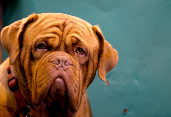 Le chien utiliserait des « mimiques » pour communiquer