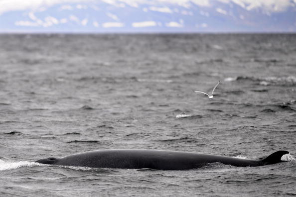 Islande : les baleines sont les nouvelles stars de l&rsquo;écotourisme