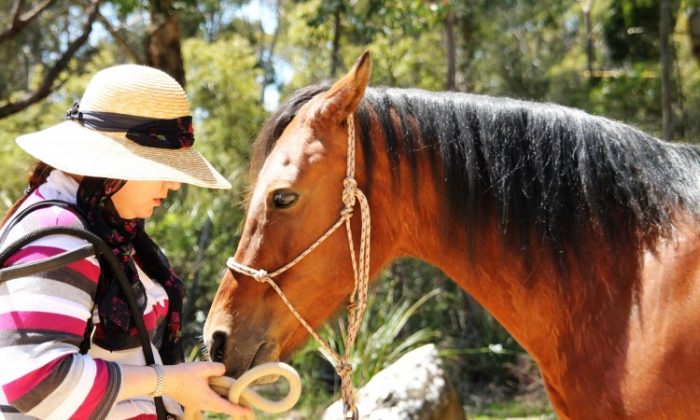 Se rééquilibrer au contact des chevaux