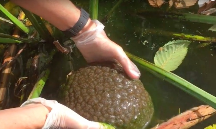 Canada : des animaux visqueux asexués en forme de cerveau ont été repérés se propageant vers l’Ouest