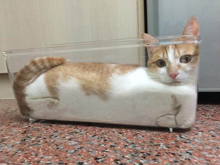 Les chats sont‑ils liquides ou comment j’ai obtenu le prix (Ig)Nobel