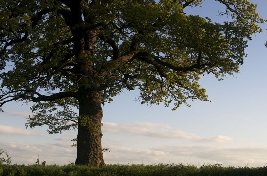 Contre les ulcères, pensez à l’écorce d’orme rouge